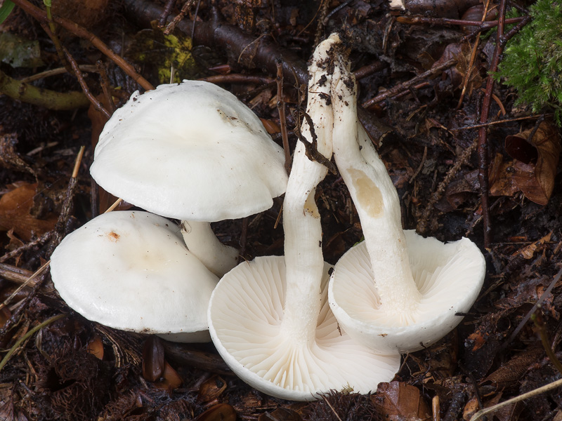 Hygrophorus discoxanthus